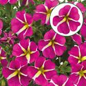 Afbeelding van Calibrachoa P12 Pink star